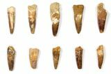 Lot: to Bargain Spinosaurus Teeth - Pieces #133402-1